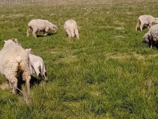 Quinta para Venta en Canelones - 2